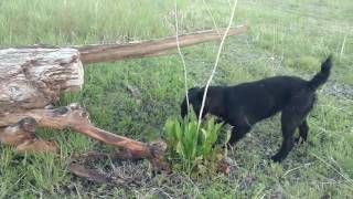 Patterdale Terrier doing some practice ratting [upl. by Baruch213]