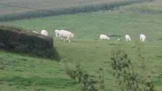 Charolais Cow  Charolaise vache NielleslèsBléquin France [upl. by Winnick]