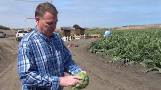 Artichoke Production in California [upl. by Auric]