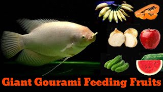 Giant Gourami Feeding Fruits  Top 6 Fruits For Giant Gourami [upl. by Nella796]