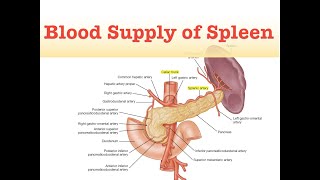 Blood Supply of Spleen [upl. by Atirres]