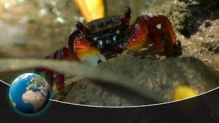 Mangroves  Coastal forests threatened by the shrimp industry [upl. by Hammock]