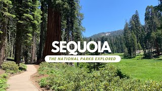 Sequoia  The National Parks Explored [upl. by Yecniuq]