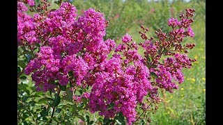 TOUT SAVOIR SUR LE LILAS D’ÉTÉ ET BIEN LE TAILLER Lagerstroemia [upl. by Hekker50]