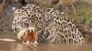 Leopard vs crocodile Top attacks Jaguar kills the crocodile [upl. by Ecydnarb]