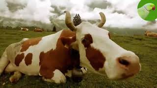 COW VIDEOS COWS GRAZING IN A FIELD COWS MOOING  Cow Video [upl. by Eceirehs]